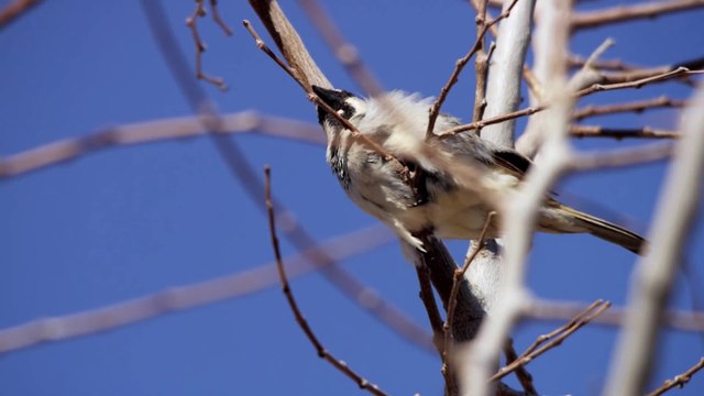 L'Éveil de la permaculture Bande-Annonce