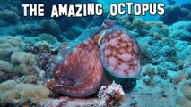 Octopus camouflage changes color texture - Diving GoPro Hero 4  Oktopus wechselt Farben