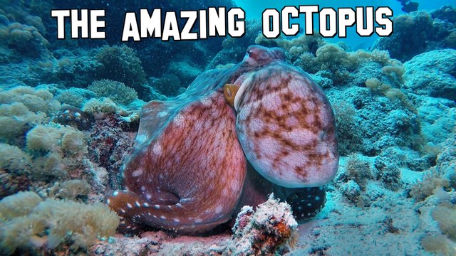 Octopus camouflage changes color texture - Diving GoPro Hero 4 Oktopus wechselt Farben