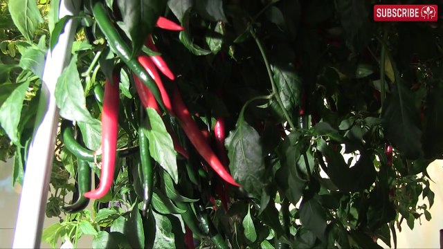 kanaldunyasi.com Carbon Filters karbon filitre