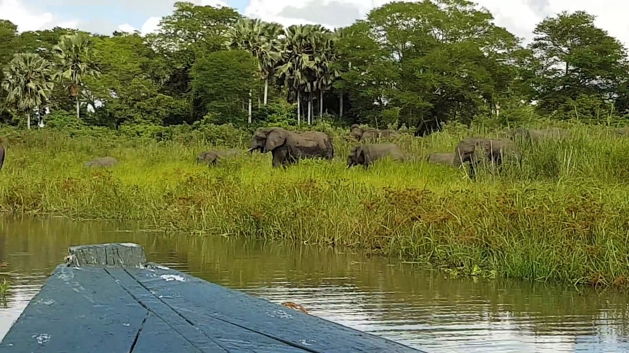 Un éléphant se fait mordre la trompe par un crocodile