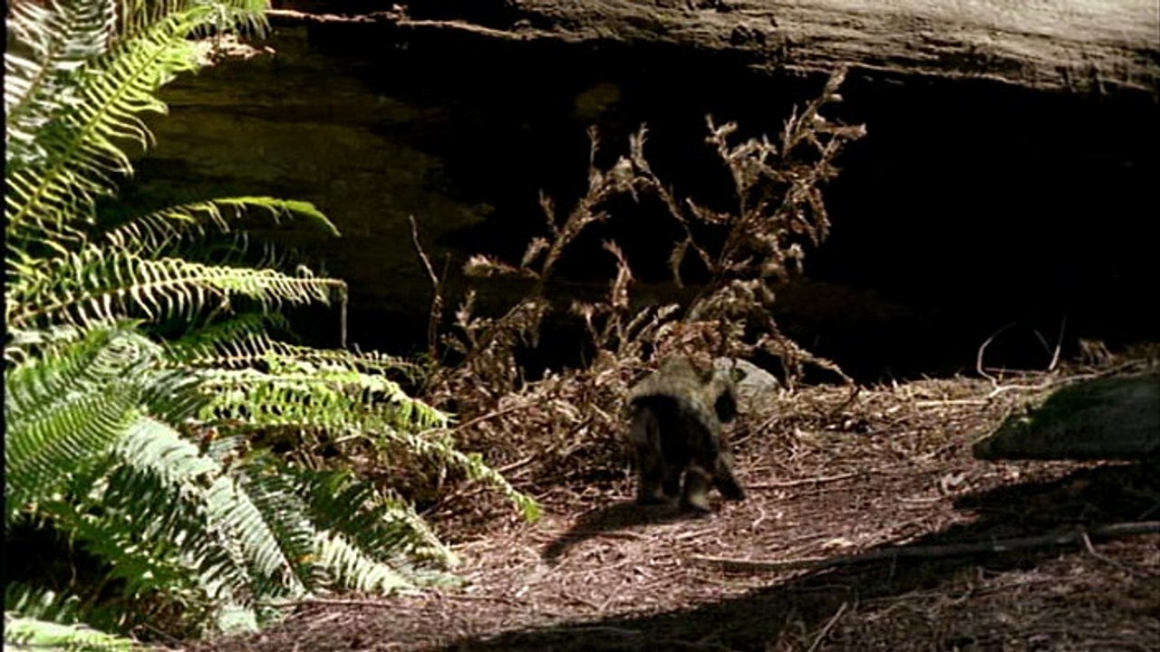 Bbc Walking With Dinosaurs Ep 2 - Time Of The Titans