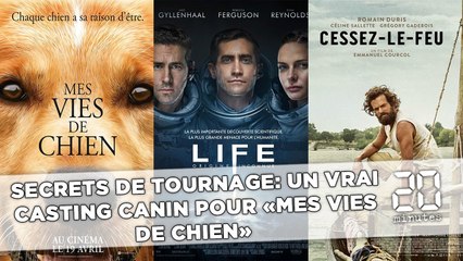 Secrets de tournage: L'équipe de «Mes vies de chien» s'est livrée à un vrai casting canin