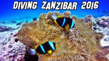 Diving Zanzibar 2016 Mnemba Island Tauchen auf Sansibar GoPro Hero 4 Silver -SECTIONED CUT-
