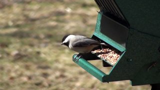 Black-Capped Chickadee - HD Mini-Documentary