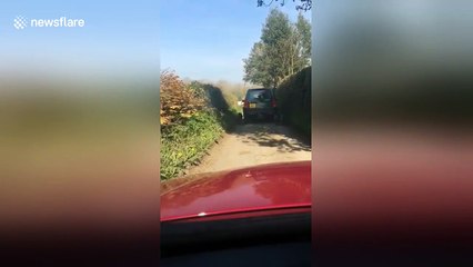 Motorist ties dogs' leads to car to walk them while driving