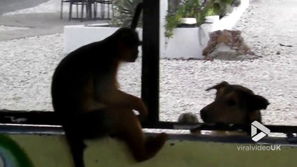 Bagarre entre un chien et un singe en Afrique... normal !