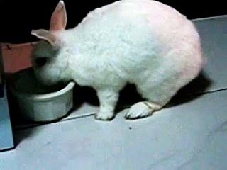 documentary rabbit | cute rabbit drinking water documentary | cute animals |