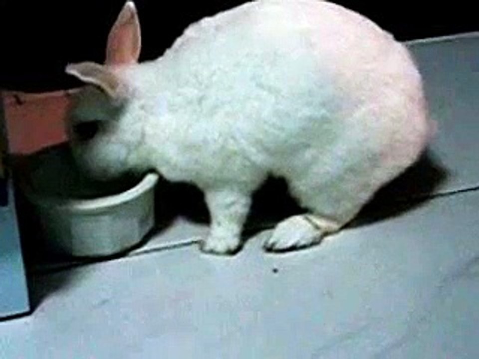 documentary rabbit | cute rabbit drinking water documentary | cute animals |