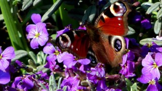 garden documentary | peacock colour flower | butterfly in the garden |