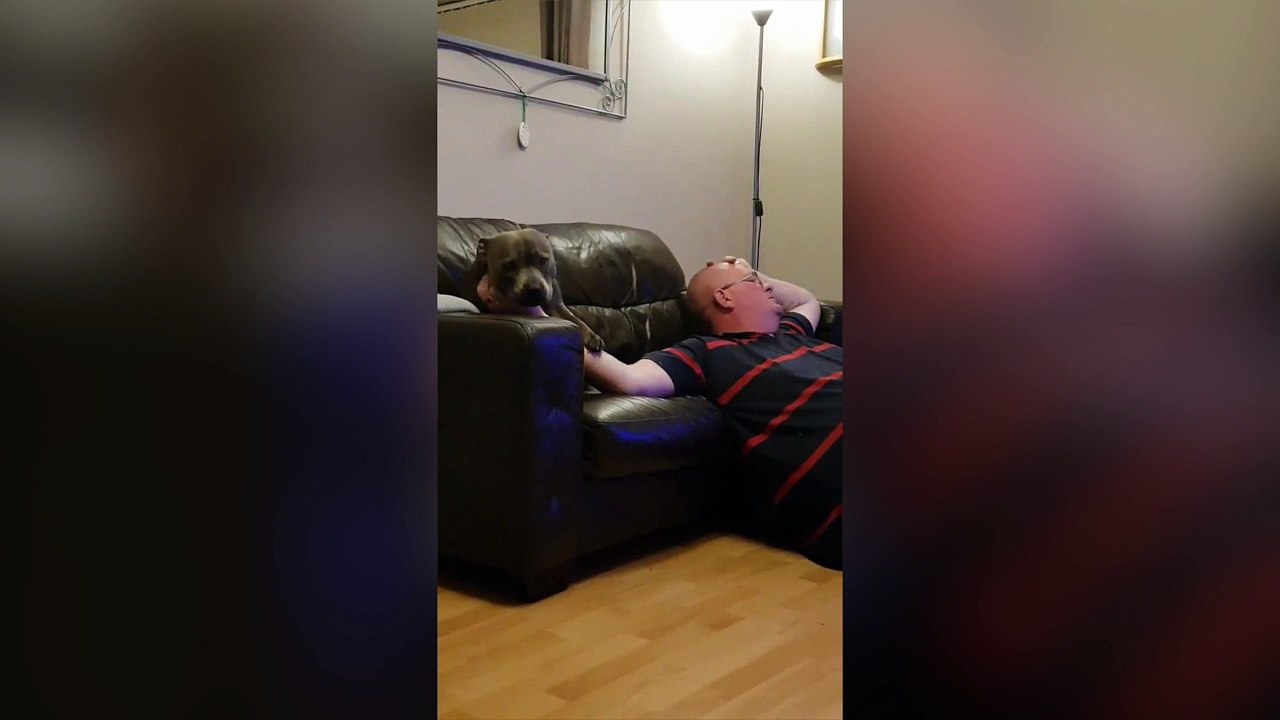 Ce chien aime vraiment les caresses !