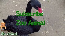 Real Duck Chickens Goose Pigeon  Farm Animals video for kids