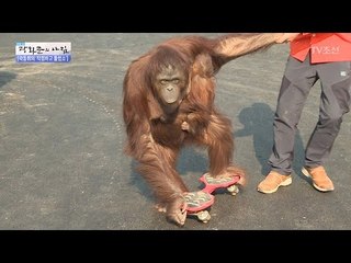 동물원의 매력덩어리 오랑이! 걸크러쉬 작렬! [광화문의 아침] 447회 20170323
