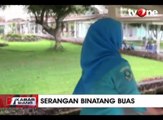 2 Warga Luka Parah Diserang Beruang