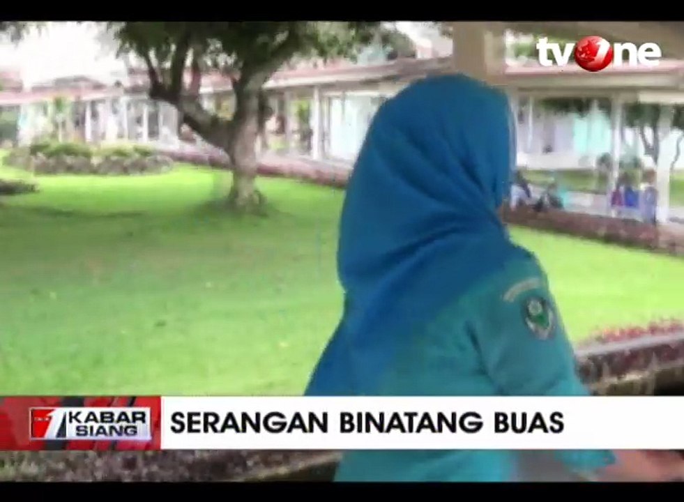 2 Warga Luka Parah Diserang Beruang