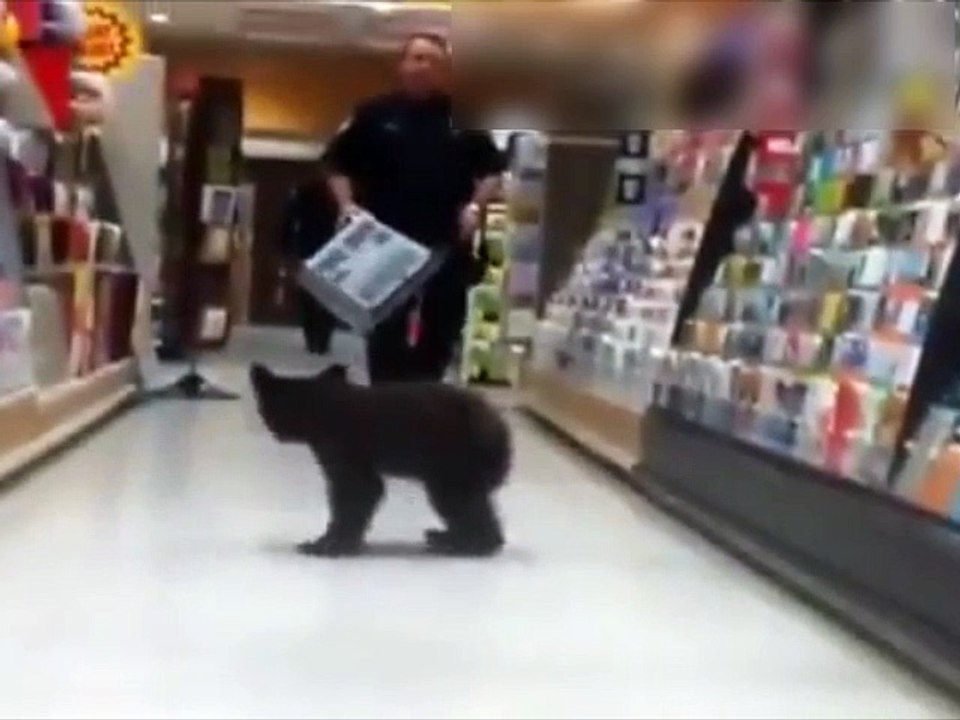 Un ourson rentre dans un supermarché !