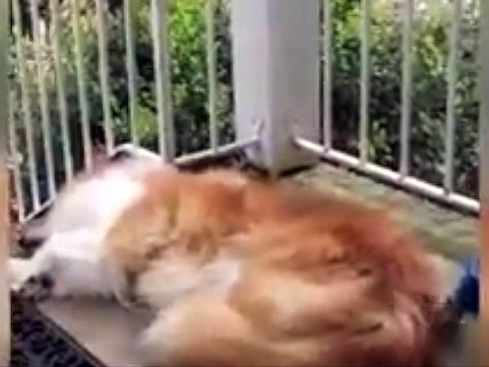 Un oiseau vole des poils à un chien !