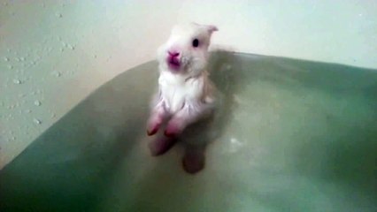 Baby Bunny Bath Time