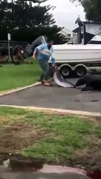 Ce phoque a tellement faim qu'il décide d'attaquer le pêcheur