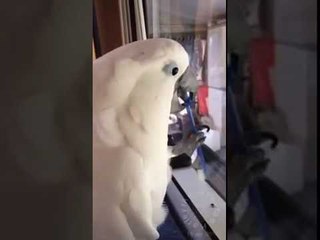 Creative Cockatoo Finds Alternative Use for Ordinary Toothbrush
