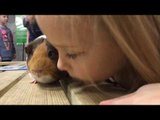 Little Girl Whispers Sound Advice to Adorable Guinea Pig