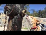 Dog Discovers New Love After Battling Fire Hydrant