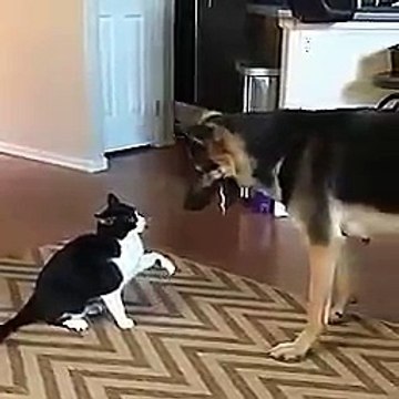 Un chat qui aime son ami le chien !! très mignon
