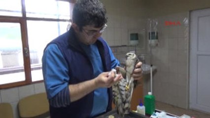 Kemer Yaralı Bulunan Şahin Tedaviye Alındı