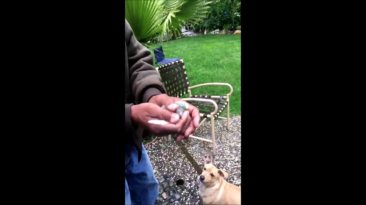 Cet oiseau aura eu 2 secondes de liberté et paf le chien!