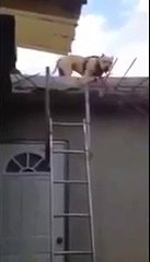 un pittbull hypermusclé grimpe a l'echelle regarder ce dos a la Tiboinshape