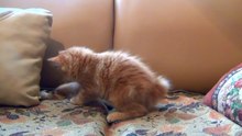 Funny Cats and Kittens Meowing Compilation 2017