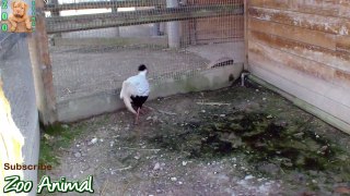 TURKEY in farm animals - Farm  - Anim