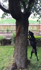 Funny Dog vs Squirrel - Squirrel Teasing Dog