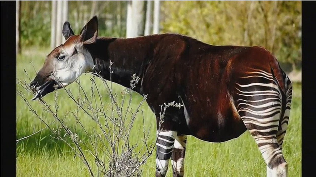Okapi -  A Giraffid Artiodactyl