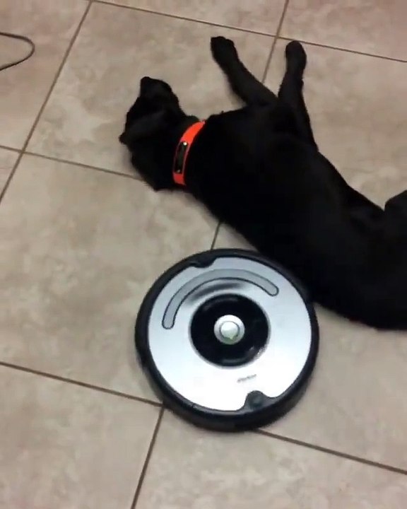 L'aspirateur Roomba tombe amoureux du chien de...