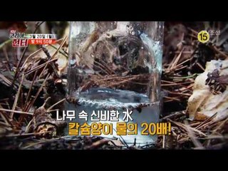 신비의 천연 생명수를 찾아라!_코리아헌터 42회 예고