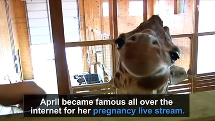 Giraffe Gives Birth On Livestream