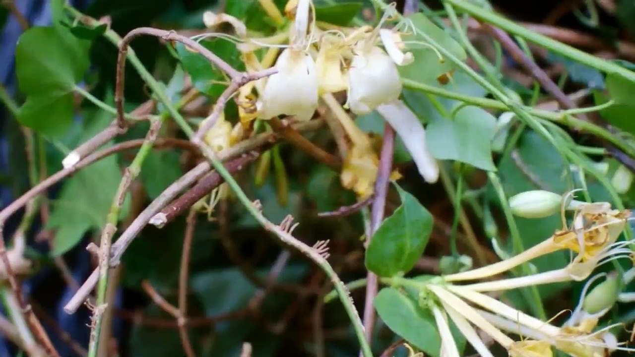 Фантастическая любовь и где ее найти / This Beautiful Fantastic (2017) русский трейлер