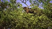 Lions Hunting & Eating Baboons (Nature Documentary)