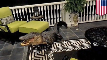 Nine-foot alligator rocks up on South Carolina family’s porch