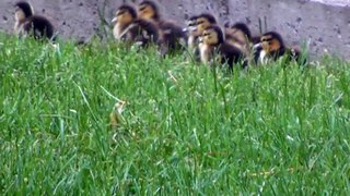 Following a Mother Duck and Her Cute Little Ducklings 2