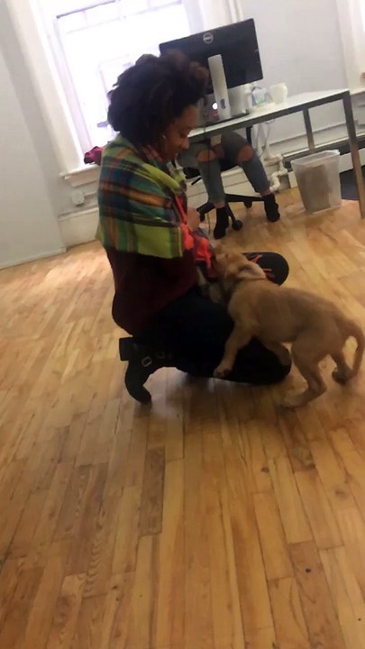 dog
