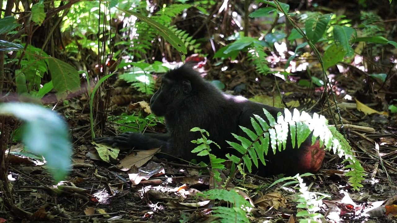 "Selfie Monkey" für den Kochtopf