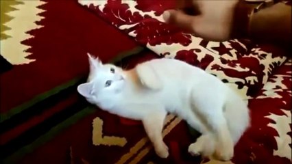 Funny Cats Compilation - Funny Cat Videos Ever- Funny Videos - Funny Animals - Funny Animal Vid8