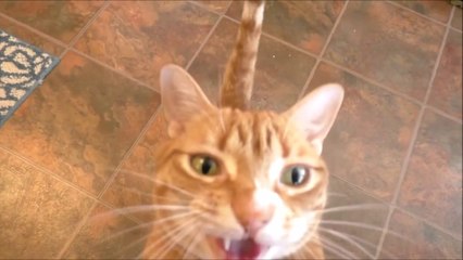 Ce chat adore la chantilly... Trop chou