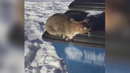 Un chat très poli dit HELLO... Trop mignon