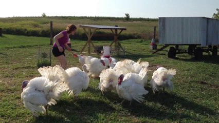 Video herunterladen: Poules, dindons, poulets, voici une belle compilation hilarante