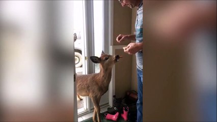 Ces chevreuils affamés essaient de rentrer dans une maison !
