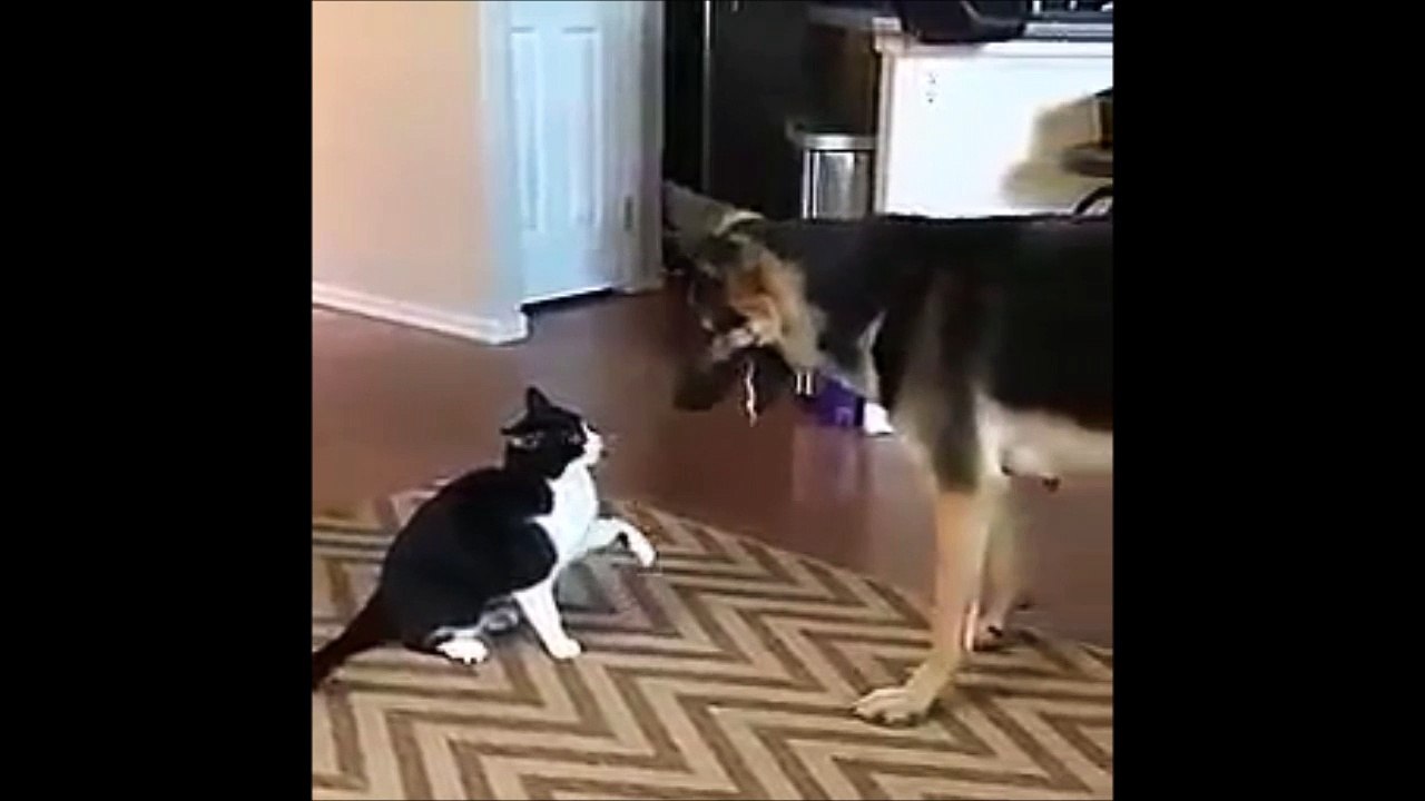 Finalement ce chat adore le chien! Ahaha
