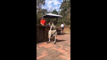 Ce kangourou aime bien se tripoter les boules... OK!!!!